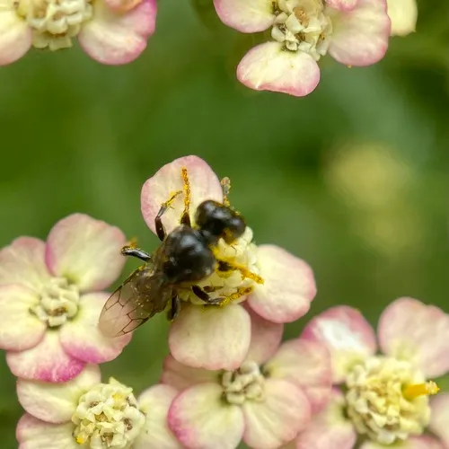 Oxybelus niger