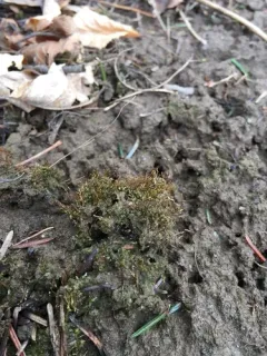 Pygmy Pocket-Moss thumbnail 4