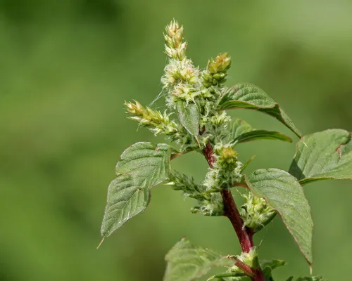 spiny amaranth