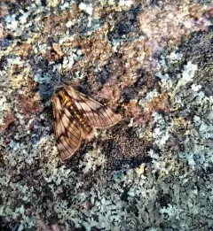 Twilight Moth thumbnail 4
