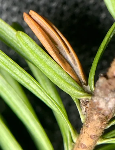 Orange Spruce Needleminer