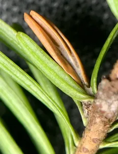 Orange Spruce Needleminer thumbnail 1