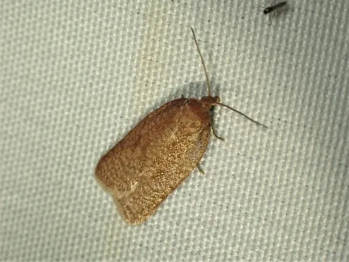 Acleris kearfottana