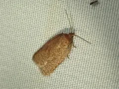 Acleris kearfottana thumbnail 1