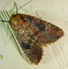 United Cutworm thumbnail 3
