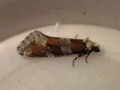 Western Pine Shoot Borer Moth thumbnail 2