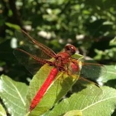 Cardinal Meadowhawk thumbnail 3