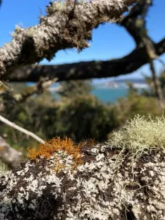 Golden Hair-lichen thumbnail 2