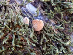 Bryoperdon acuminatum thumbnail 3