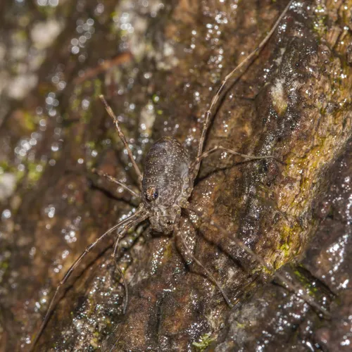 Spring Harvestman