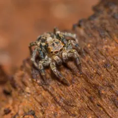 flea jumping spider thumbnail 2
