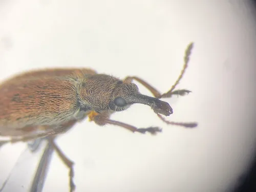Cimberis elongata