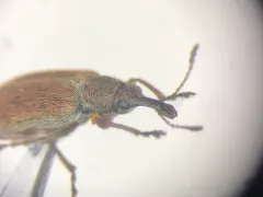 Cimberis elongata thumbnail 1