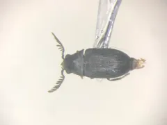 Xyletinus lugubris thumbnail 1