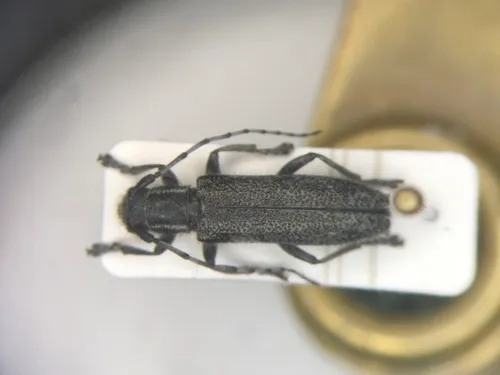 small poplar borer