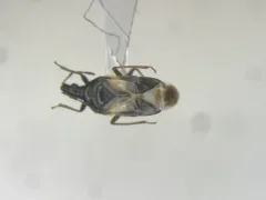 Anthocoris musculus thumbnail 1