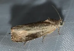 Mysterious Olethreutes Moth thumbnail 2