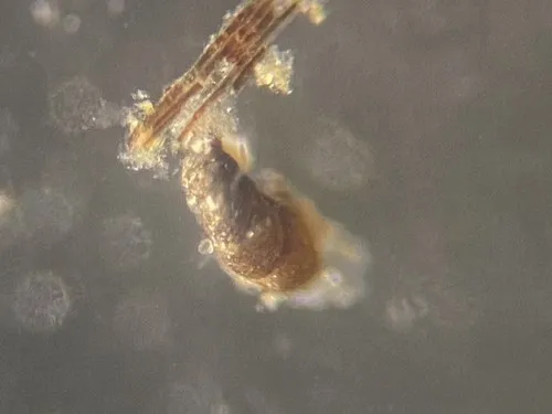 Labrospira crassimargo