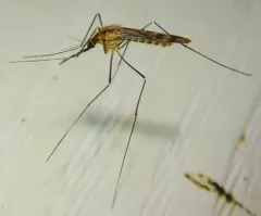 Anopheles earlei thumbnail 3