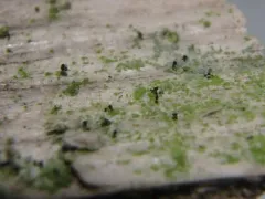 Chaenotheca stemonea thumbnail 3