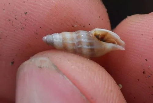 Mangelia crebricostata