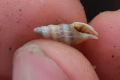 Mangelia crebricostata thumbnail 1