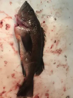 Light Dusky Rockfish thumbnail 2