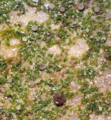 Flooded Dot Lichen