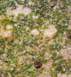 Flooded Dot Lichen thumbnail 1