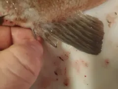Light Dusky Rockfish thumbnail 3