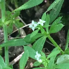 catchweed bedstraw thumbnail 2