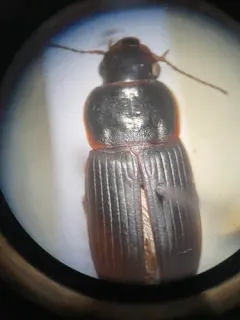 Harpalus somnulentus thumbnail 3