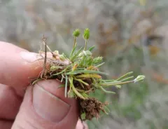 Bristly Mousetail thumbnail 2