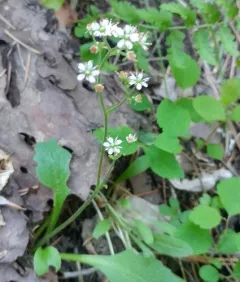Idaho Saxifrage thumbnail 3