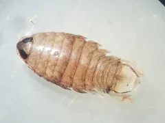 Rocinela propodialis thumbnail 2