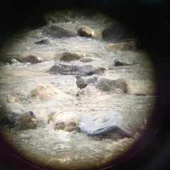 American Dipper thumbnail 3