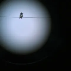 Belted Kingfisher thumbnail 3