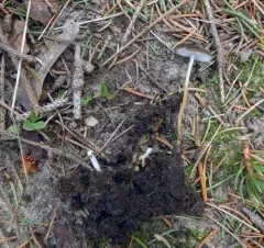 Sprucecone cap thumbnail 2