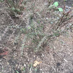 Japanese barberry thumbnail 2