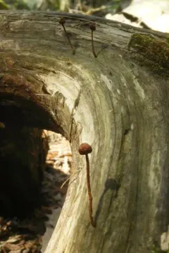 Crinipellis campanella thumbnail 1