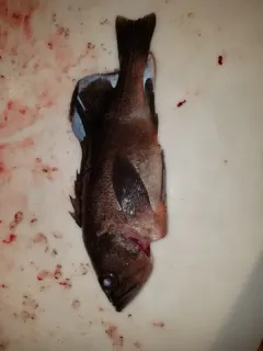 Light Dusky Rockfish thumbnail 4