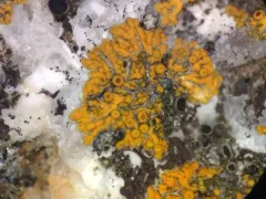 Athallia scopularis thumbnail 4