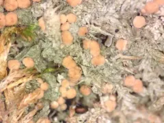 Spring Dot Lichen thumbnail 1
