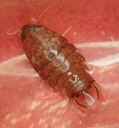 Rocinela propodialis thumbnail 3