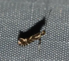 Parornix spiraeifoliella thumbnail 2