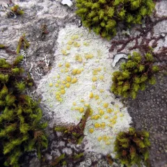 Fused Rim Lichen thumbnail 3