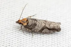 Epinotia signiferana thumbnail 2