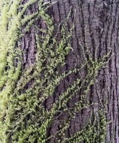 Nuttall's homalothecium moss thumbnail 2