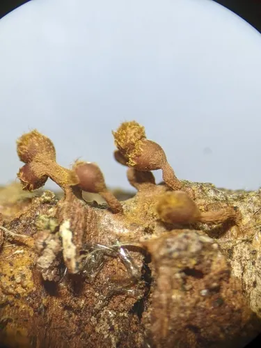 Trichia ambigua