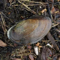 Fragile Papershell thumbnail 4